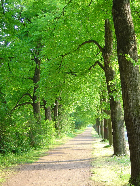 Path